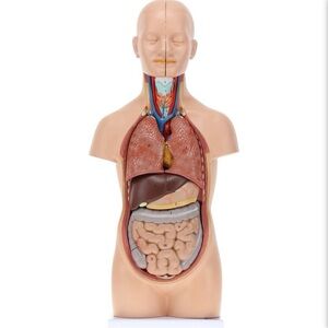 Human Anatomy Torso Model